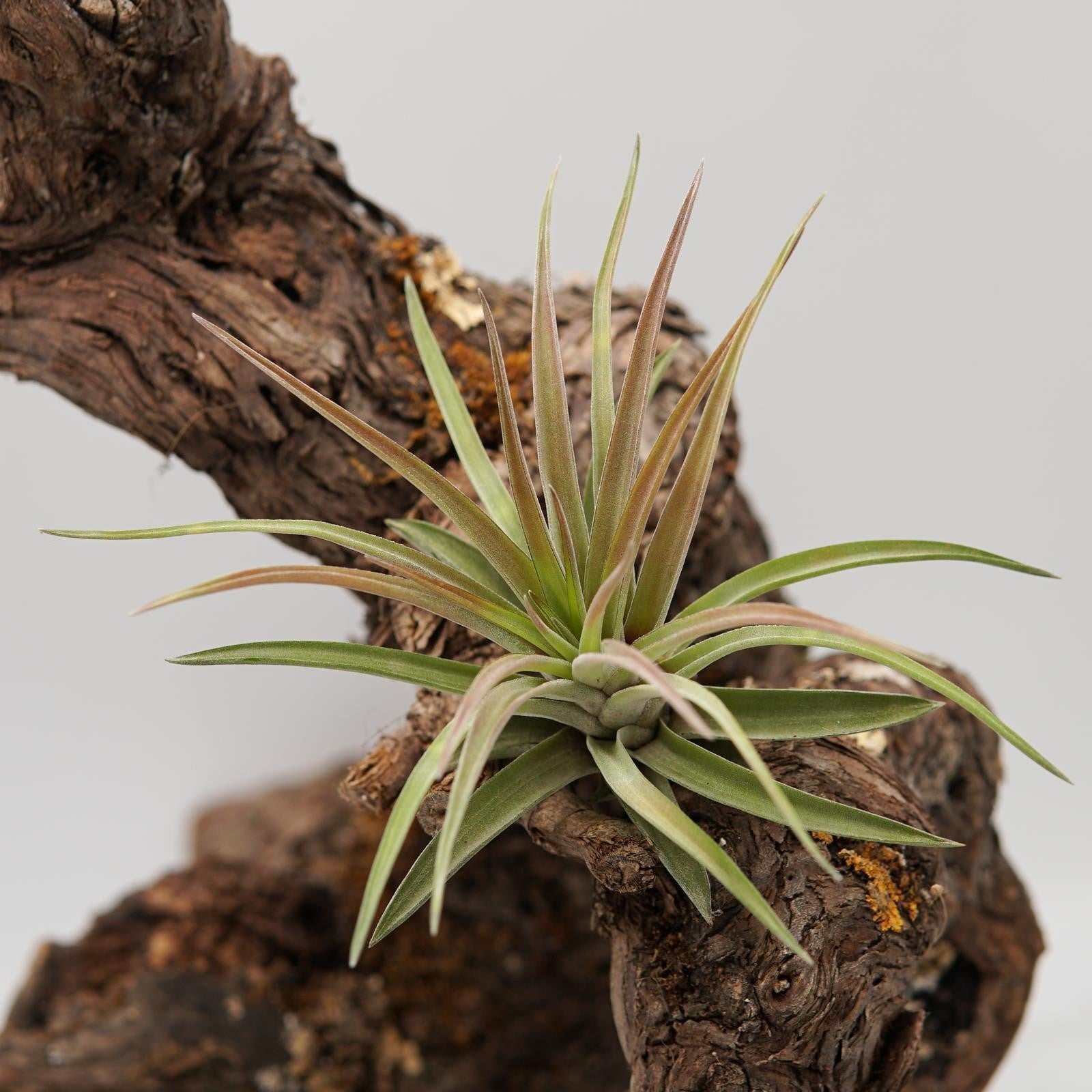 pasiora-tillandsia-brachycaulos-var-multiflora-luftnelke image 2