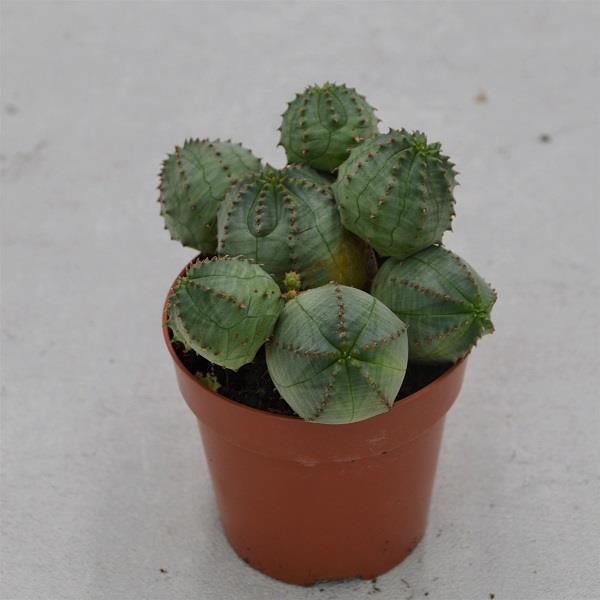 pasiora-euphorbia-obesa-monstruosa-sukkulente-im-8-5cm-topf image 1