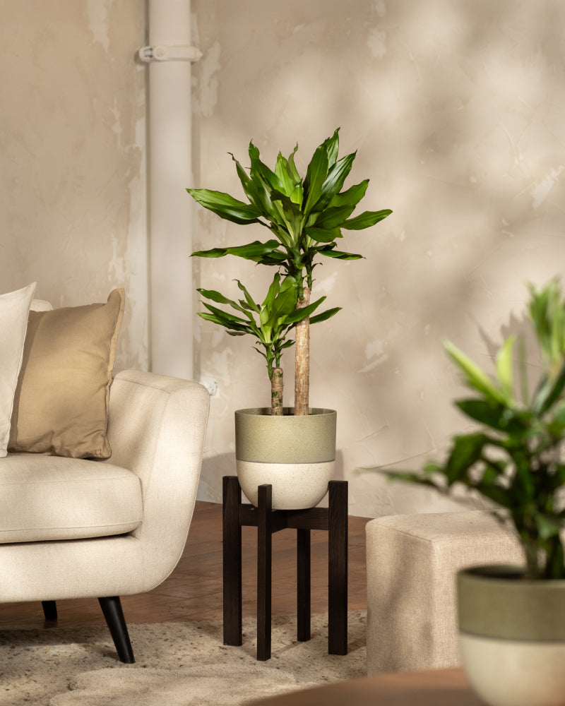 feey-gro-er-drachenbaum-dracaena-fragrans-65-75-cm image 4