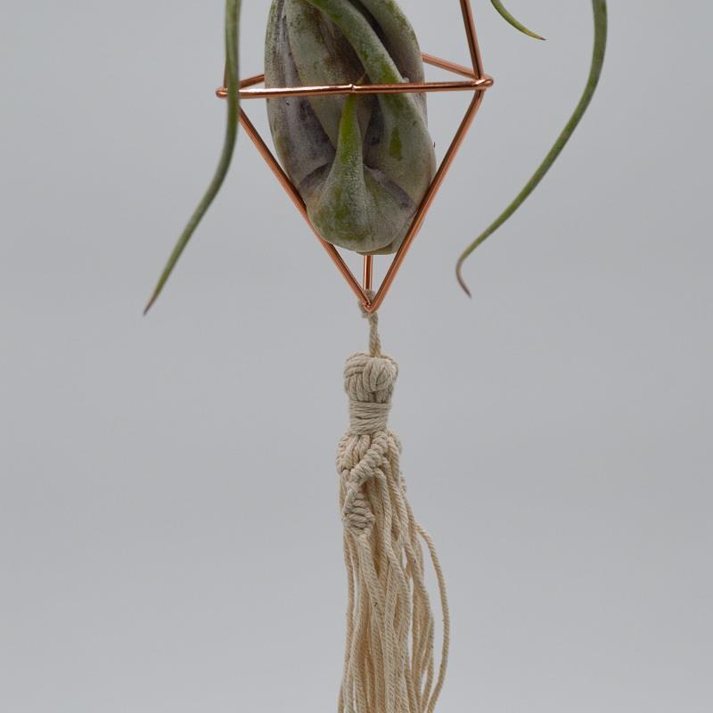 pasiora-himmeli-boho-deko-f-r-tillandsien-pflanzen image 3
