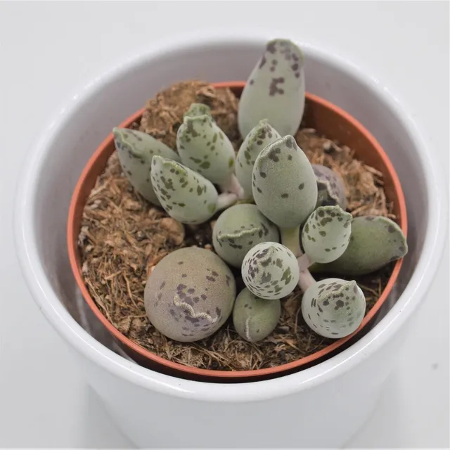 pasiora-adromischus-cooperi-var-festivus-sukkulente-8-5cm-topf image 1