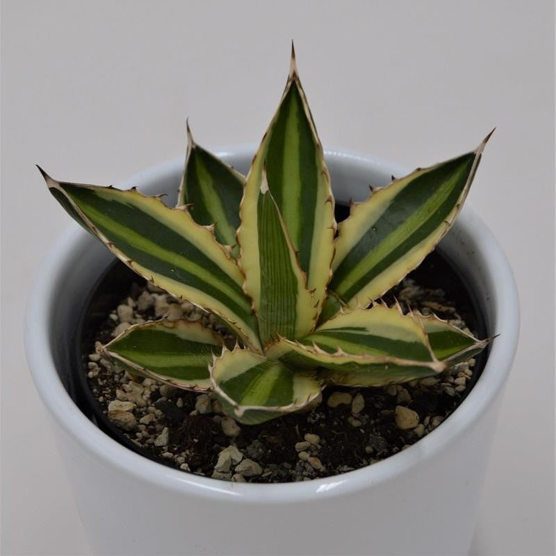 pasiora-agave-lophantha-quadricolor-sukkulente-9cm-topf image 1