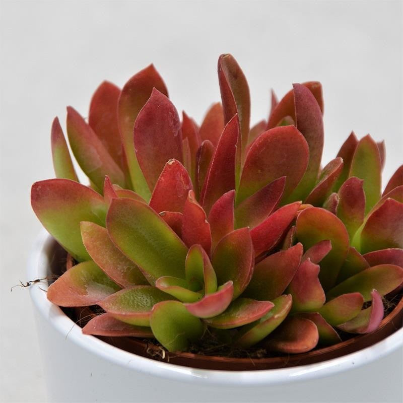 pasiora-crassula-capitella-campfire-sukkulente-im-8-5cm-topf image 1