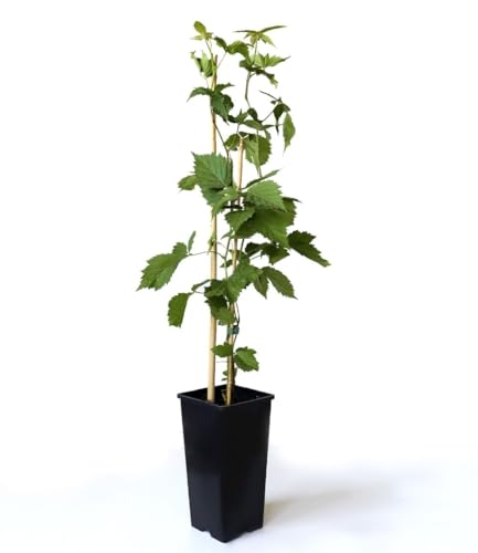 baldur-garten-zuckerbrombeere-asterina-2-liter-topf-stachellos image 7