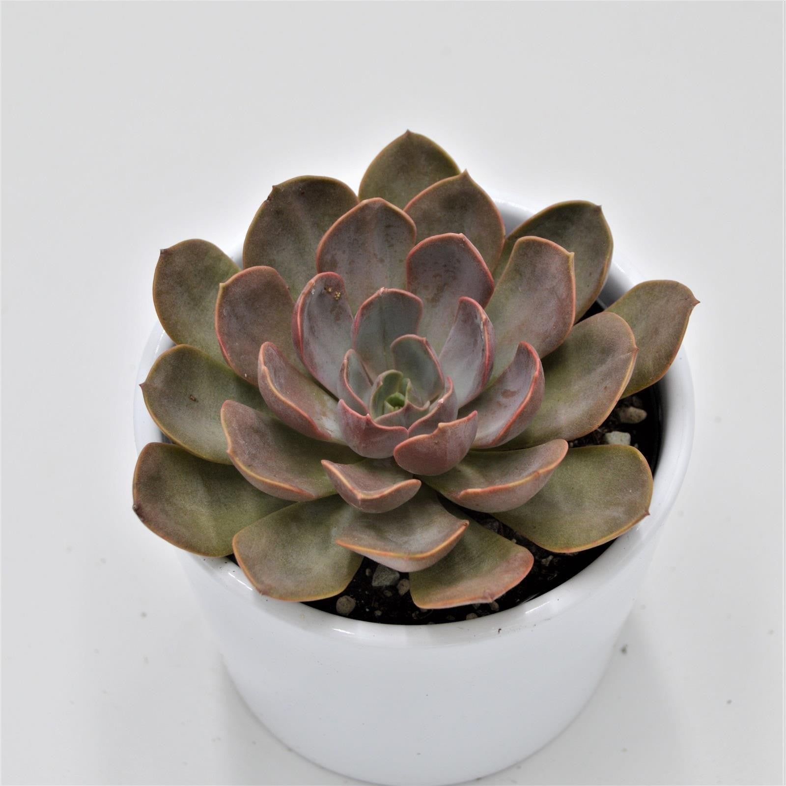 pasiora-echeveria-mina-echeverie-8-5cm-topf image 1