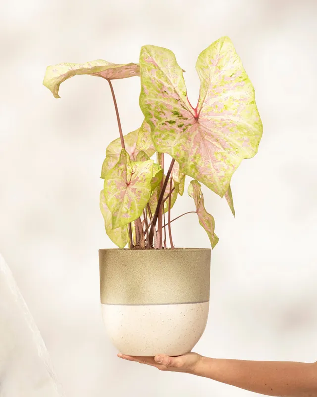 feey-caladium-seafoam-pink-zimmerpflanze-rosa-gr-n-mittel image 1