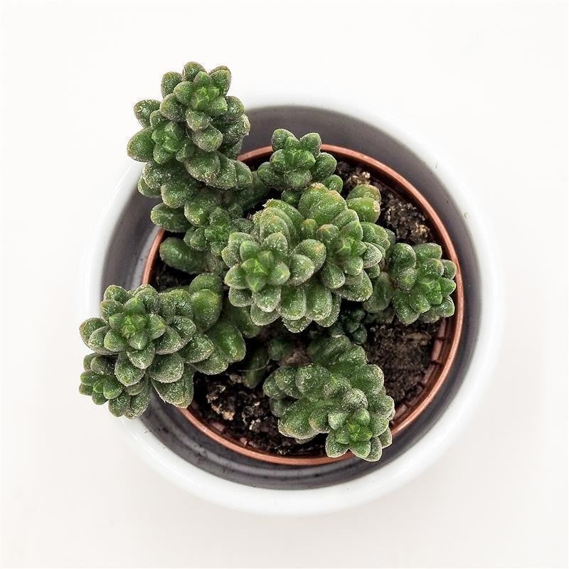 pasiora-sedum-furfuraceum-sukkulente-5-5cm-topf image 2