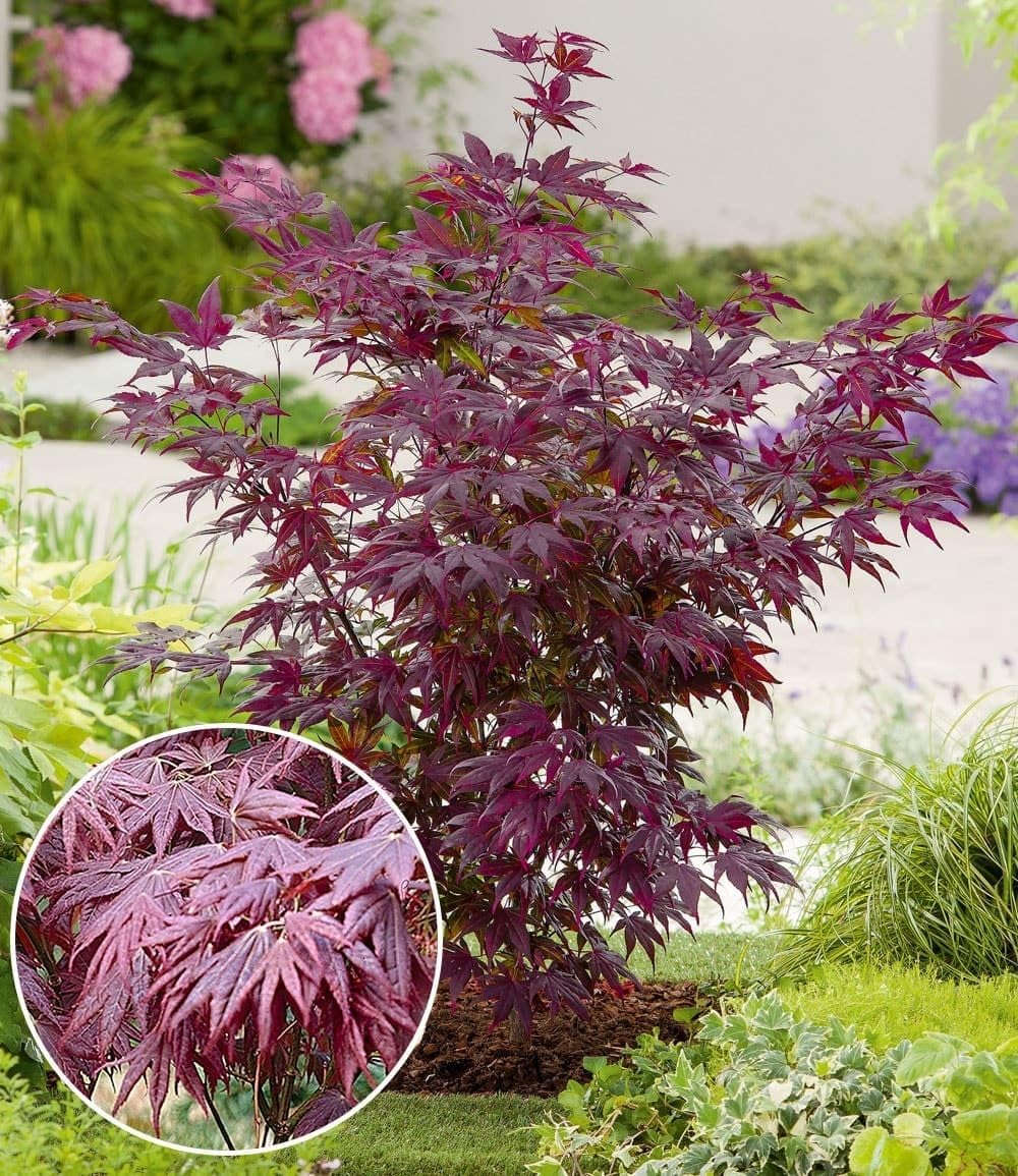 baldur-garten-japanischer-ahorn-burgund-im-12-cm-topf image 2