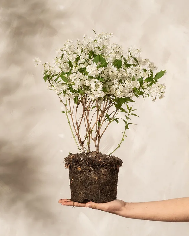 feey-deutzia-gracilis-zierliche-deutzie-au-enpflanze image 1