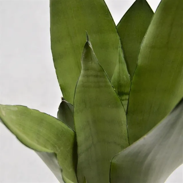 pasiora-sansevieria-moonshine-bogenhanf-12cm image 1