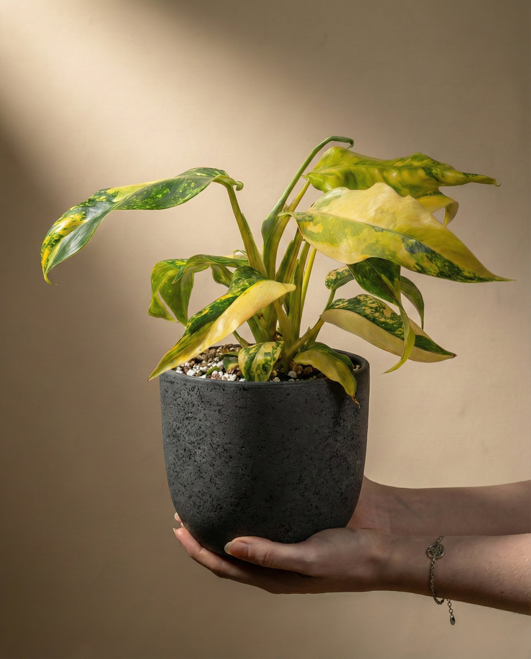 feey-monstera-standleyana-aurea-zimmerpflanze-rarit-t image 1