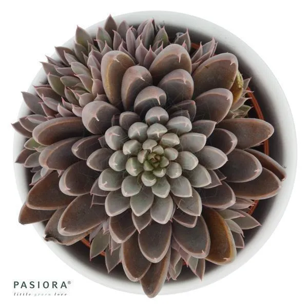 pasiora-graptopetalum-rusbyi-6cm-sukkulente image 1