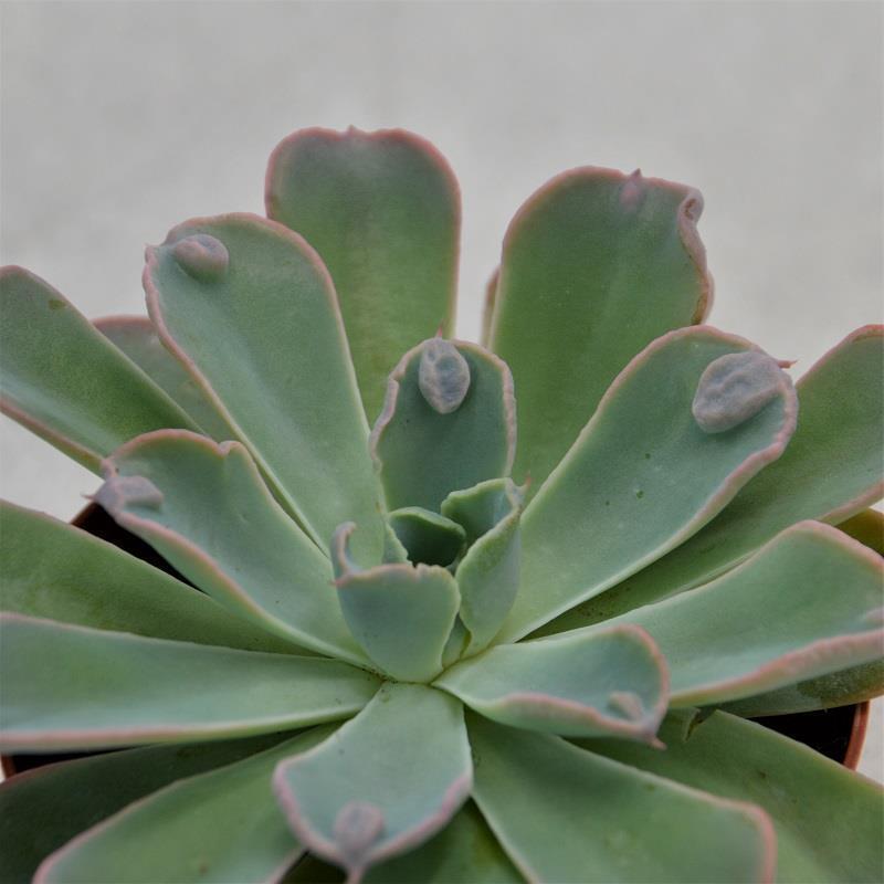 pasiora-echeveria-raindrop-9-cm-topf image 1