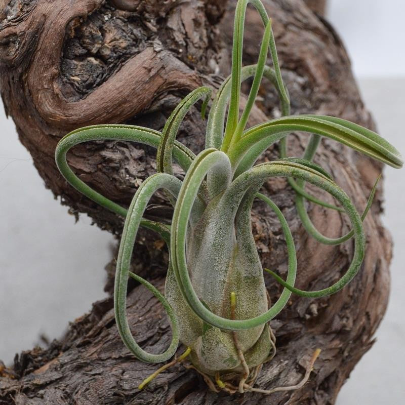 pasiora-tillandsia-caput-medusae-luftnelke-bromelie image 2