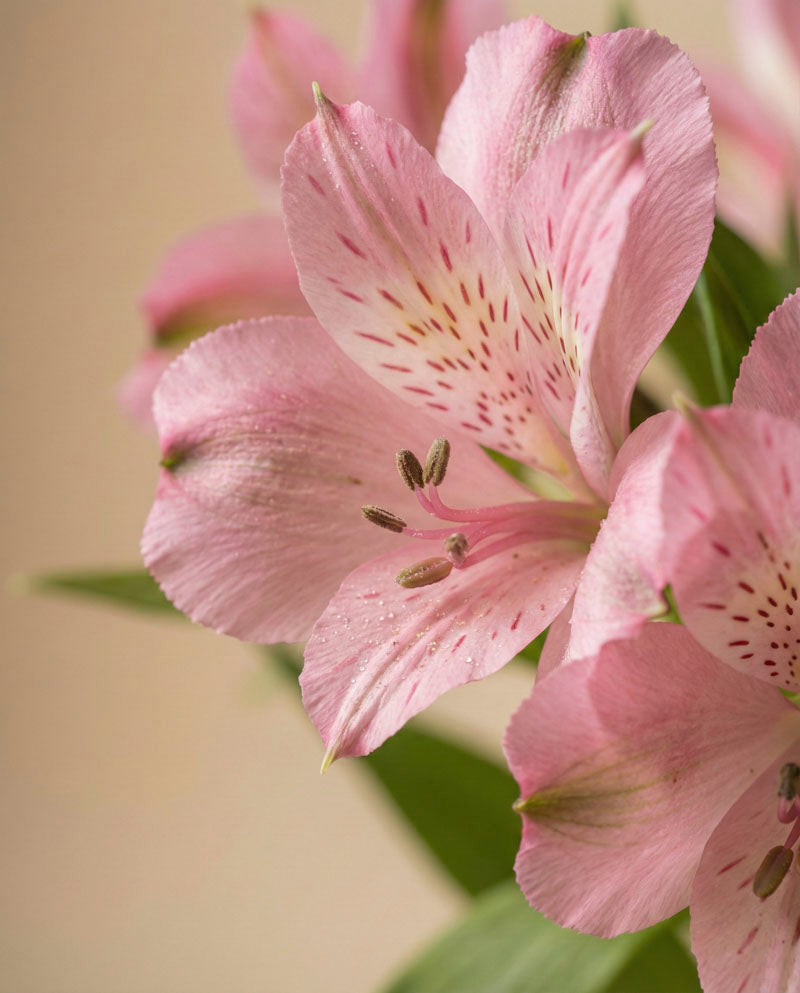 feey-alstroemeria-rosa-schnittblumen image 2