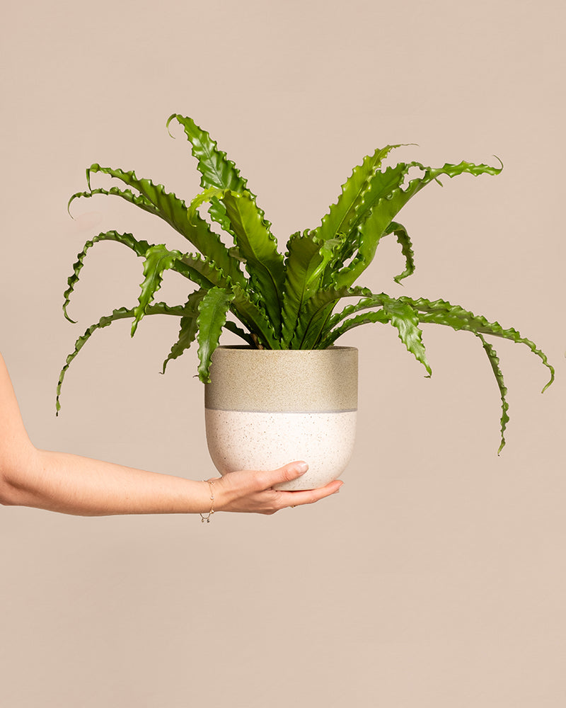 feey-gewellter-nestfarn-asplenium-nidus-zimmerpflanze-mittel image 1