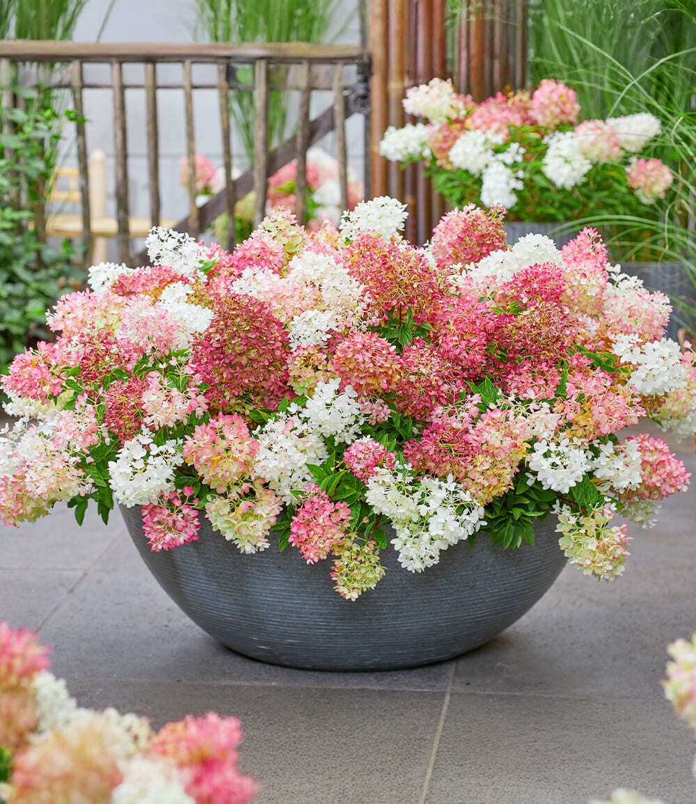 baldur-garten-niedrige-hortensie-groundbreaker-pflanze-im-14-cm-topf image 2