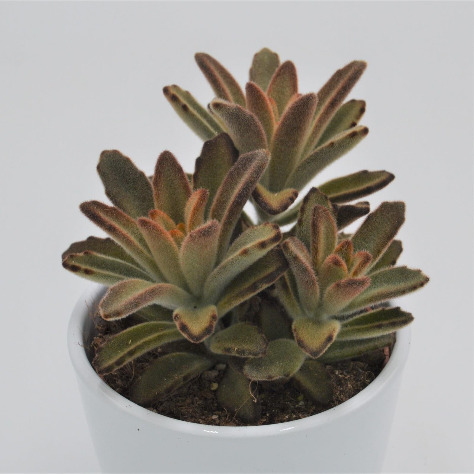 pasiora-kalanchoe-aida-brutblatt-10-5cm image 2