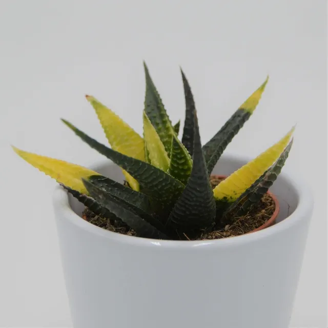 pasiora-haworthia-limifolia-variegata-sukkulente-5-5-cm image 1