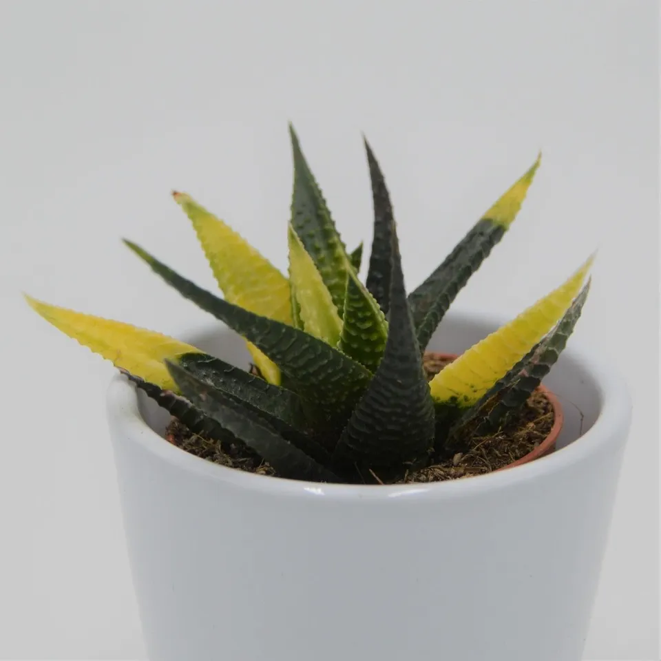 pasiora-haworthia-limifolia-variegata-sukkulente-5-5-cm image 1