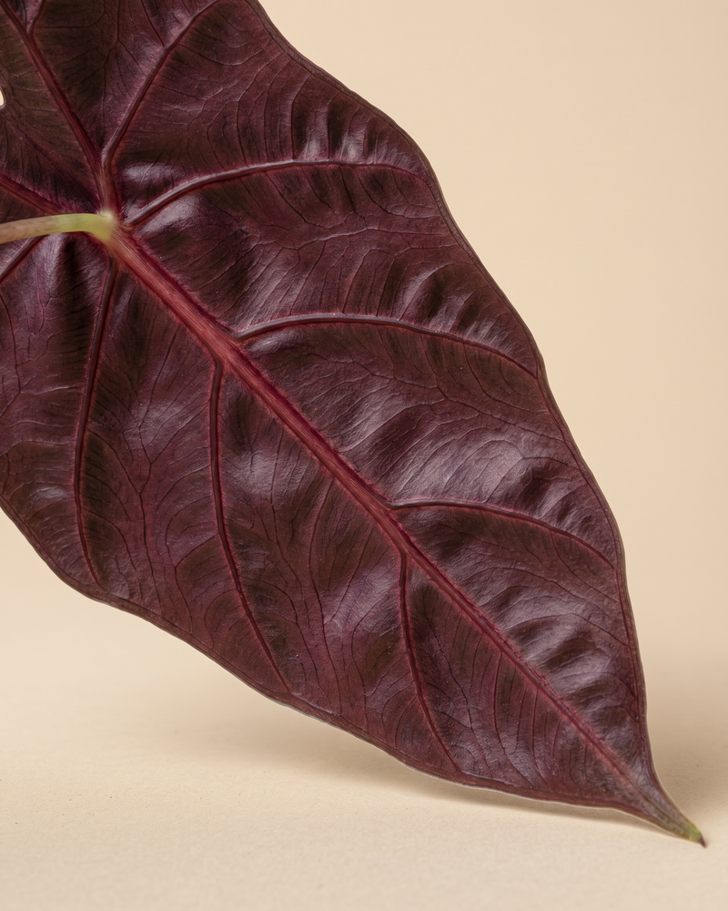 feey-alocasia-red-vein-rarit-t-hydropflanze image 4