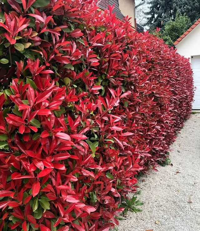 baldur-garten-photinia-red-robin-glanzmispel-9x9-cm-topf image 1