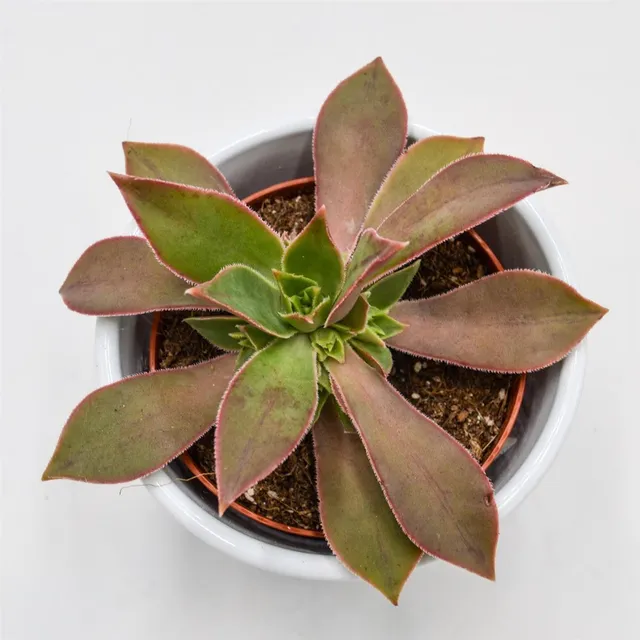 pasiora-aeonium-leucoblepharum-sukkulente-8-5cm image 1