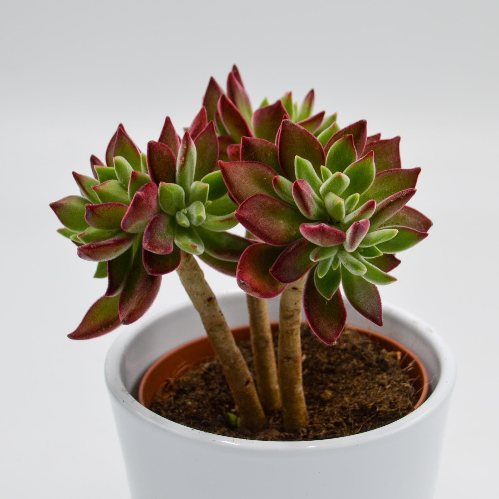 pasiora-echeveria-pulvinata-devotion-sukkulente-8-5-cm-topf image 5