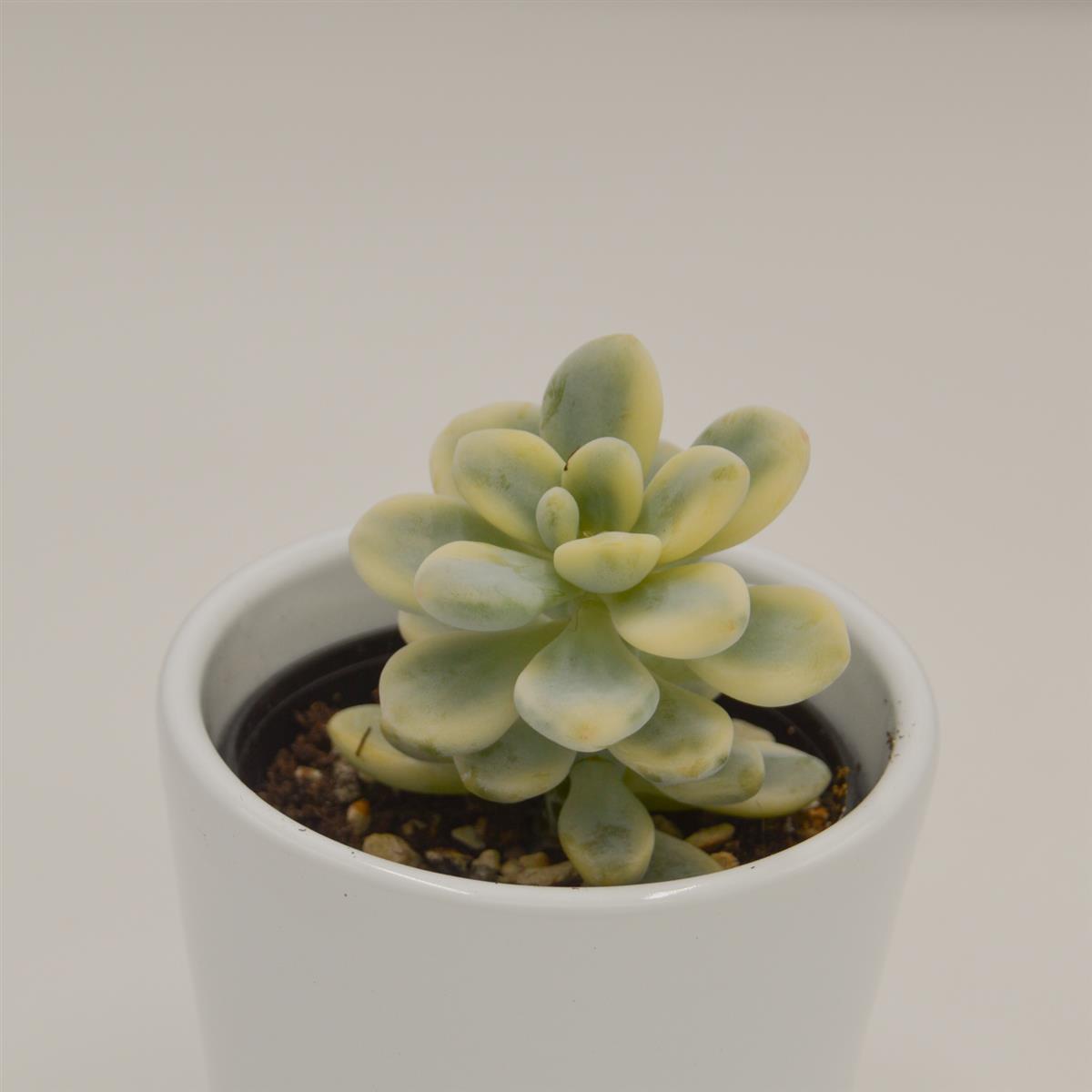 pasiora-sedum-clavatum-f-variegata-sukkulente-6-cm image 2