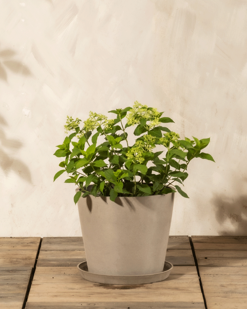 feey-gr-ne-rispenhortensie-little-lime-gartenpflanze image 5