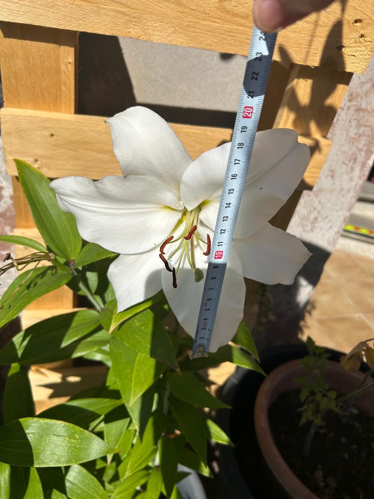 Riesige duftende Blüten