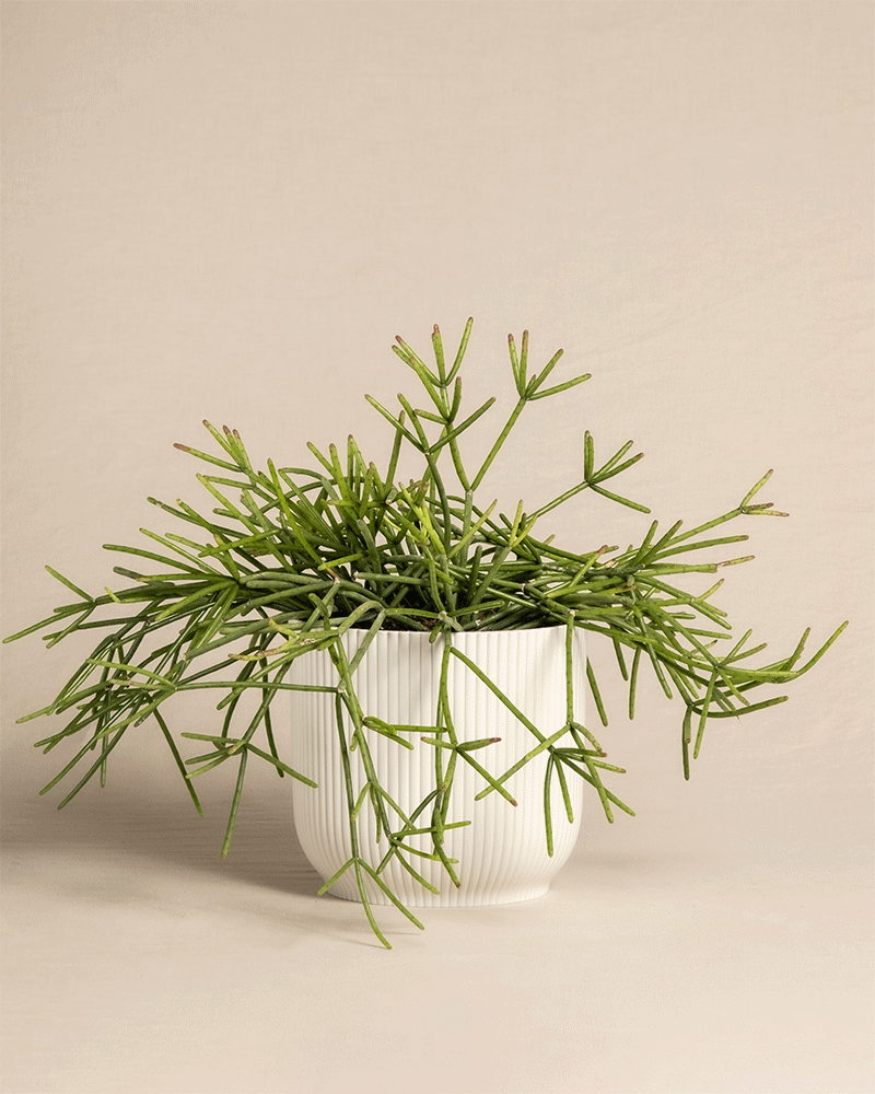 feey-rhipsalis-neves-armondii-zimmerpflanze-halbschattig image 7