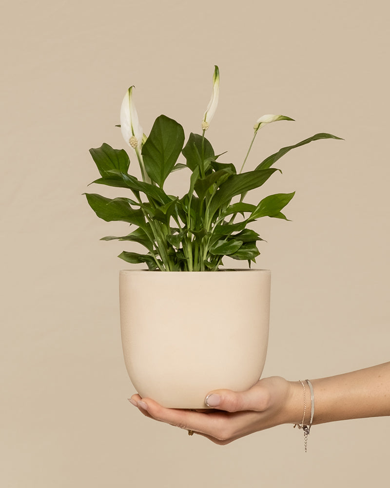 feey-einblatt-spathiphyllum-wallisii-friedenslilie-klein image 1