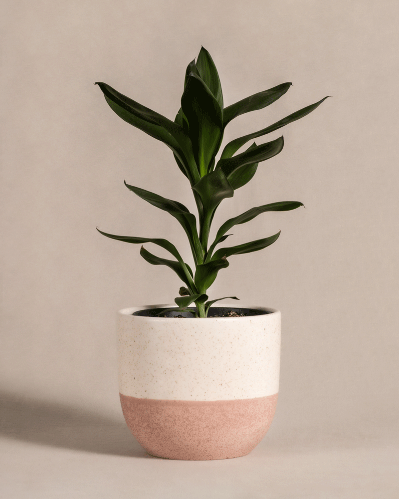 feey-keulenlilie-cordyline-fruticosa-glauca-zimmerpflanze image 5