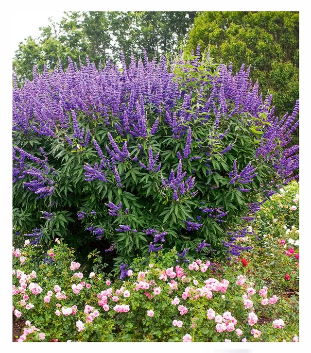baldur-garten-m-nchspfeffer-queen-bee-vitex-zierstrauch image 1