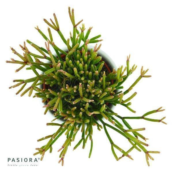 pasiora-rhipsalis-clavata-korallenkaktus-ampelpflanze-6cm image 2