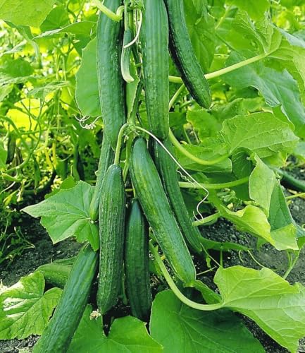 baldur-garten-4x-veredelte-salatgurke-ph-nix-im-10-5-cm-topf image 2
