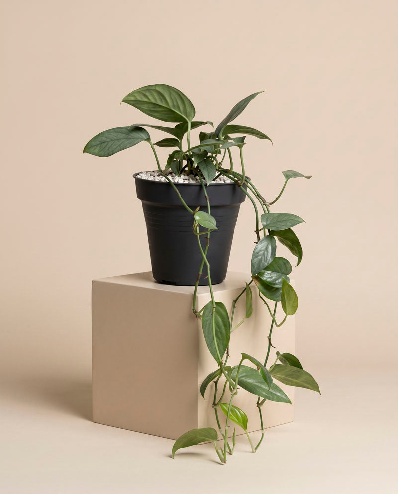 feey-amydrium-medium-silver-seltene-zimmerpflanze image 3