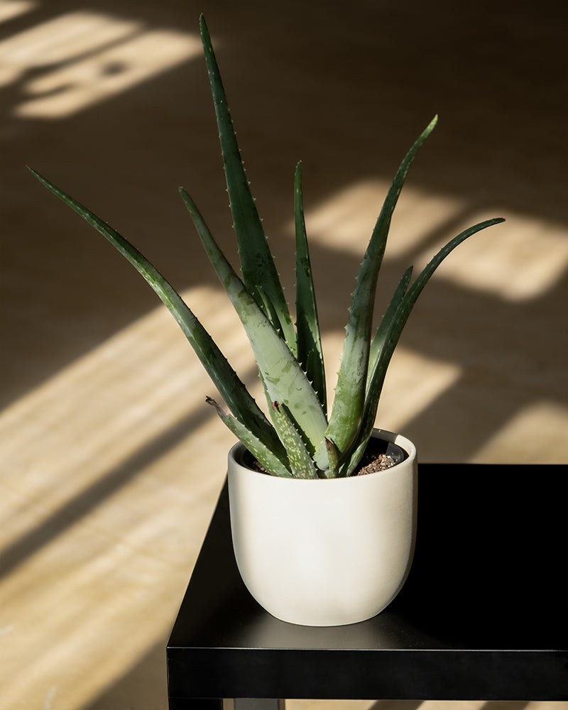 feey-echte-aloe-vera-zimmerpflanze image 4