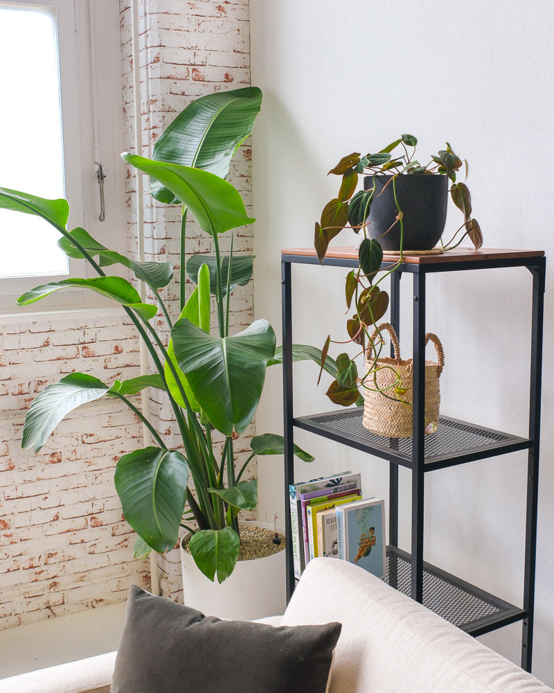 feey-philodendron-micans-h-ngepflanze-samtig image 4