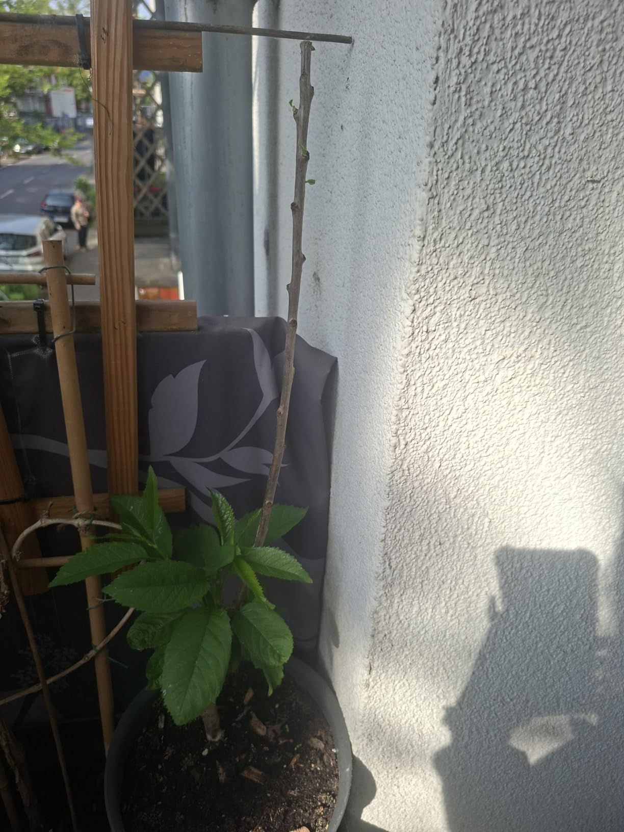 Schon Blüten im ersten Frühling