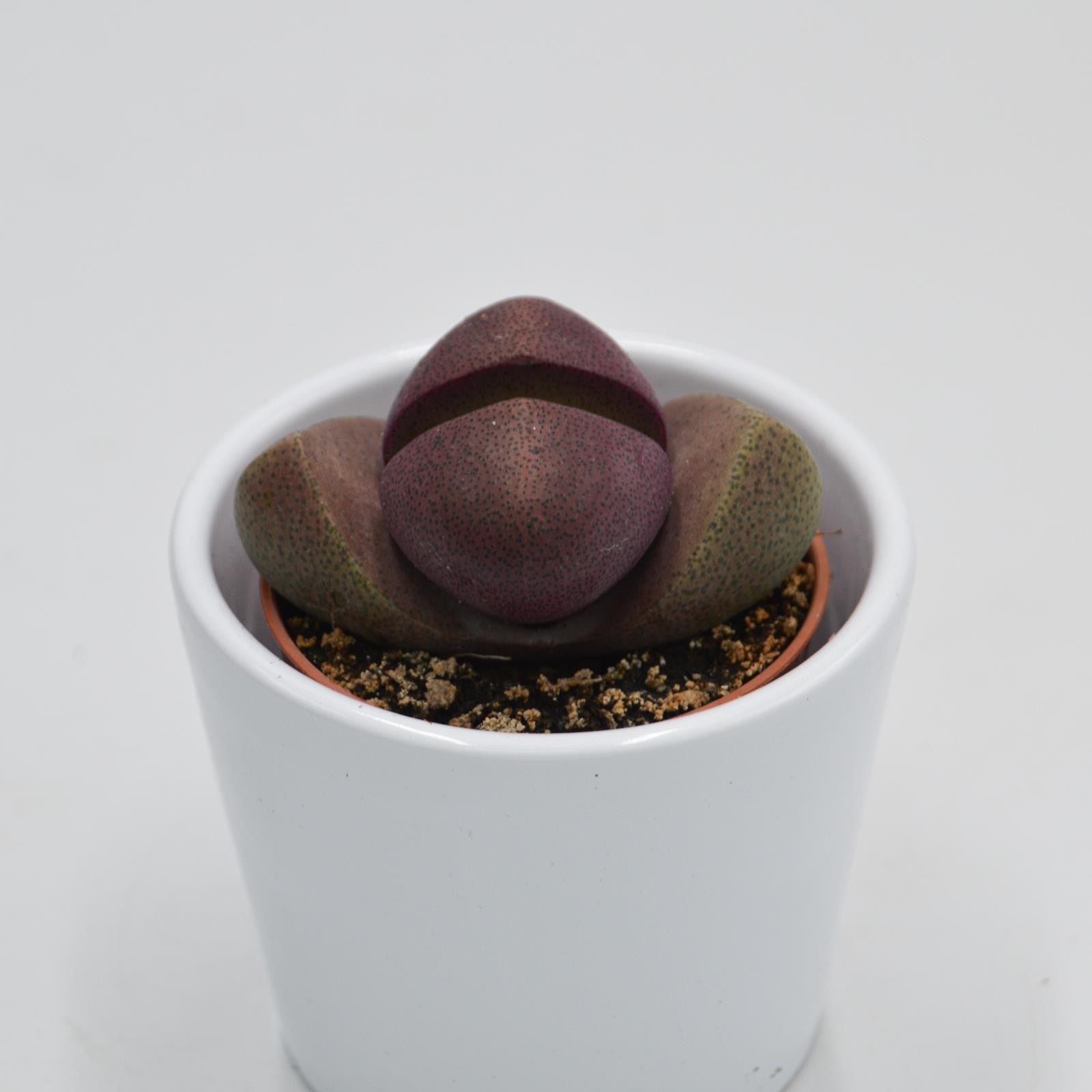 pasiora-pleiospilos-nelii-v-rubra-sukkulente-5-5cm-topf image 4