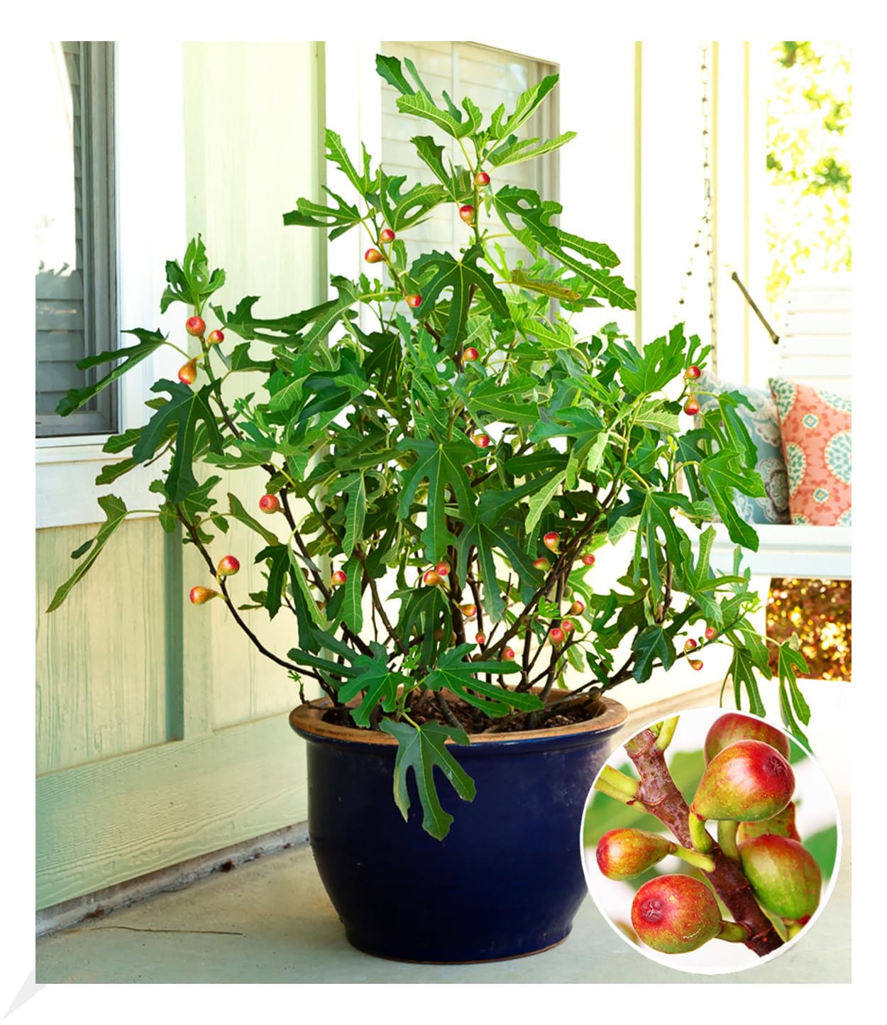baldur-garten-mini-feigenbaum-little-miss-figgy-zwergfeige image 1