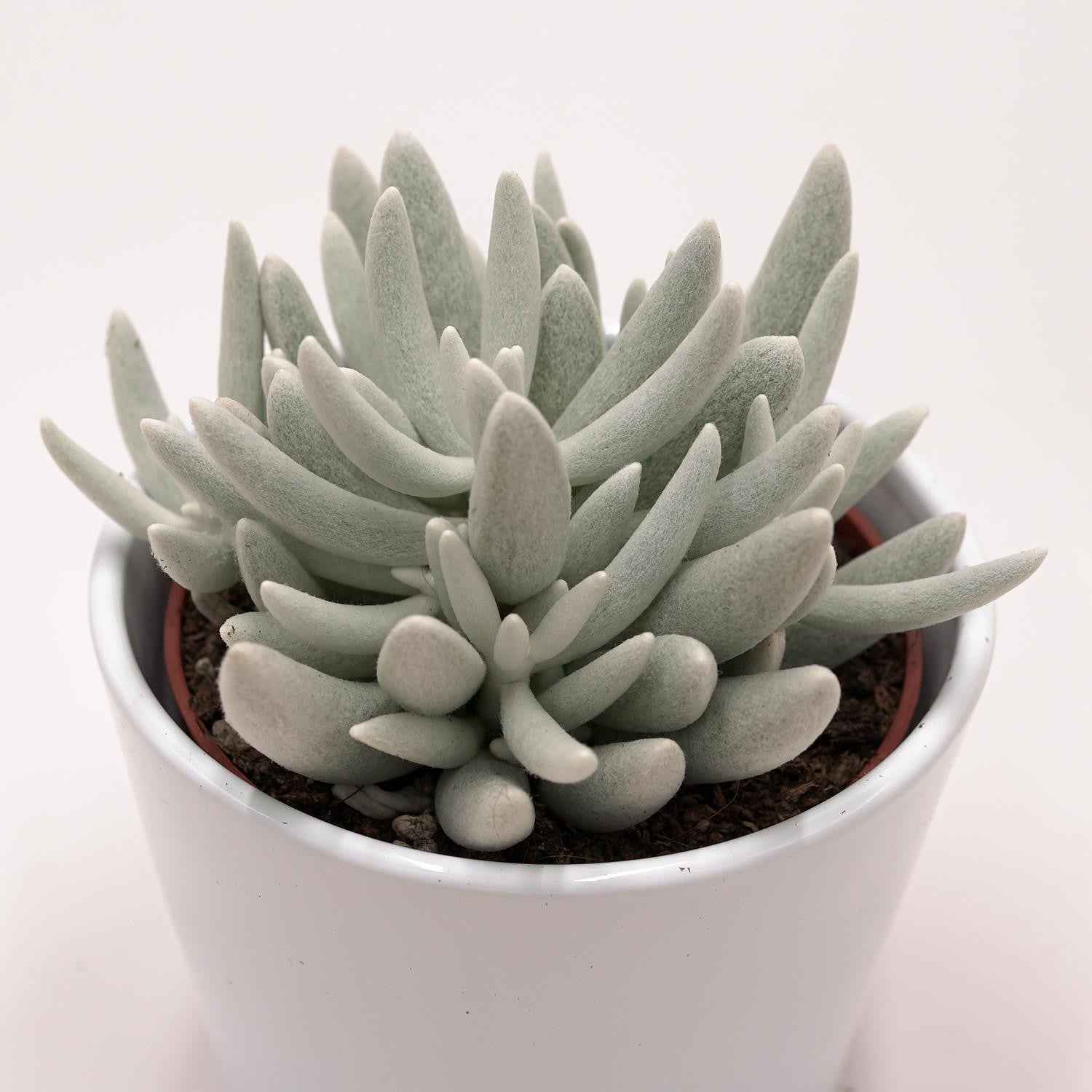 pasiora-senecio-haworthii-sukkulente-10-5-cm-topf image 1