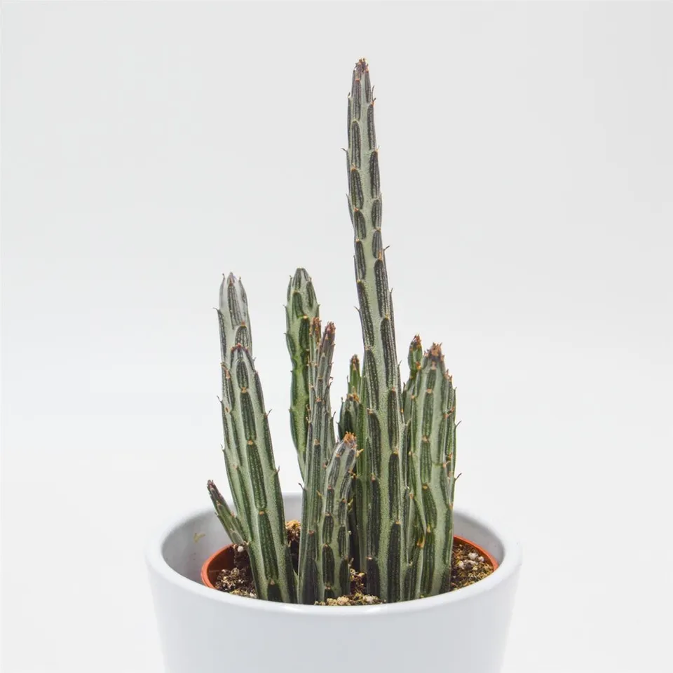 pasiora-senecio-stapeliiformis-sukkulente-8-5-cm-topf image 1