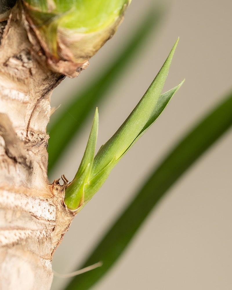 feey-gro-e-yucca-elephantipes-yucca-palme-xl-im-30-cm-topf image 6