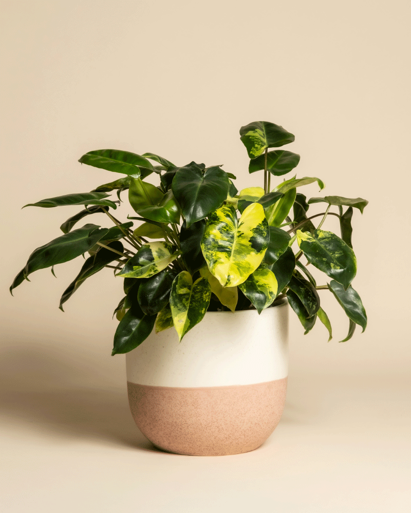 feey-philodendron-burle-marx-variegata-zimmerpflanze-rarit-t image 5