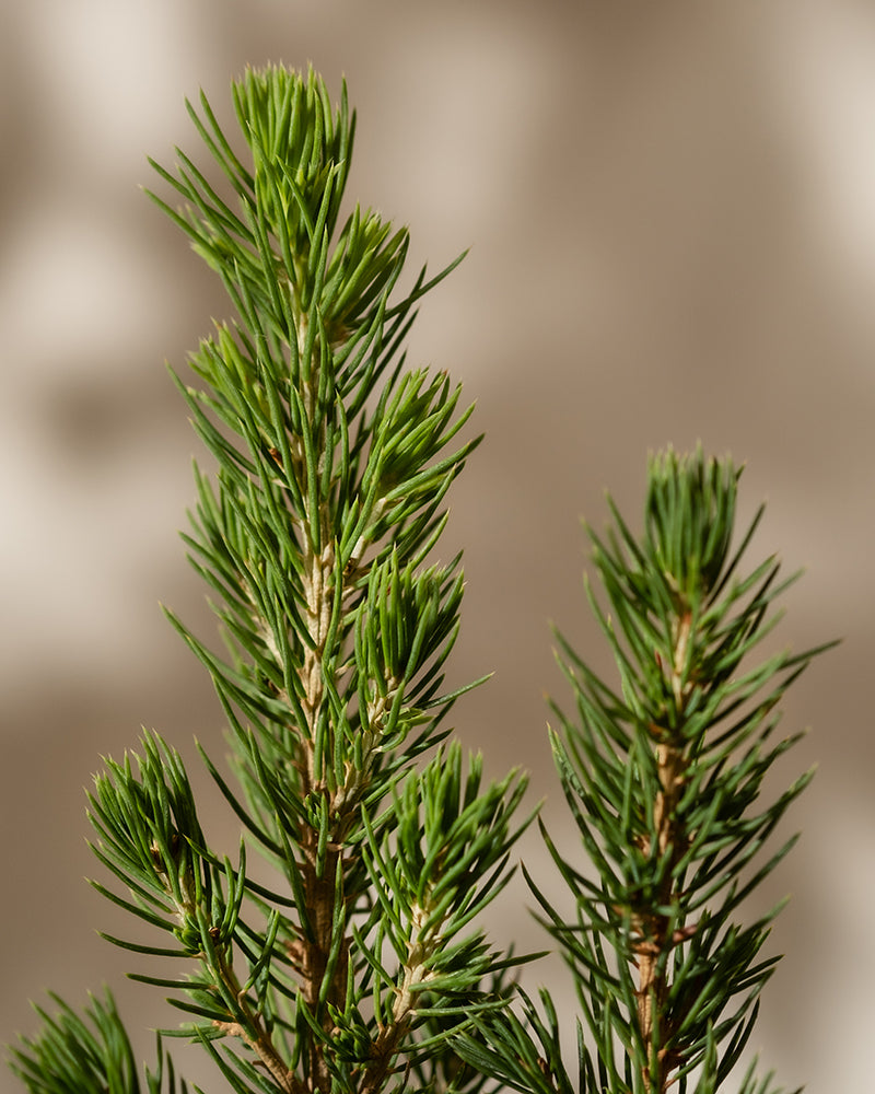 feey-tannenbaum-zuckerhutfichte-picea-glauca-december-im-topf image 7