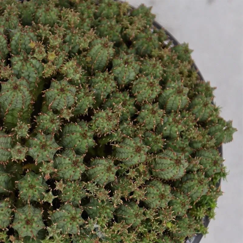 pasiora-euphorbia-cristata-sukkulente-13cm image 1