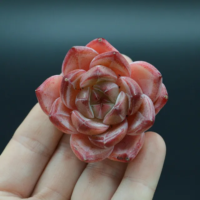 pasiora-echeveria-daredevil-sukkulente-indoor image 1